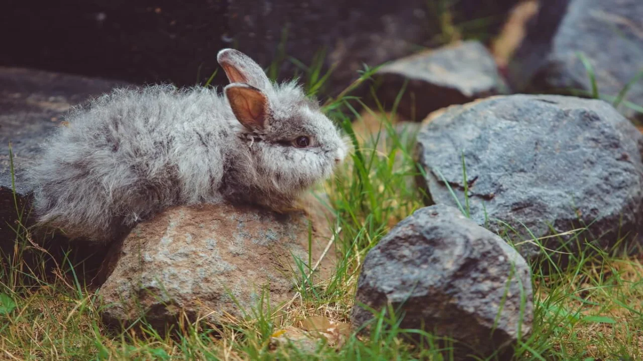 Free photo little rabbit.