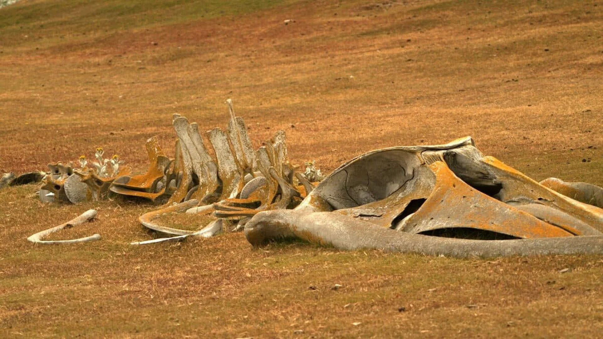 Researchers Found A Whale Fossil In New Zealand In It Took Decades To Realize It Belonged To A Previously Unknown Species Scaled