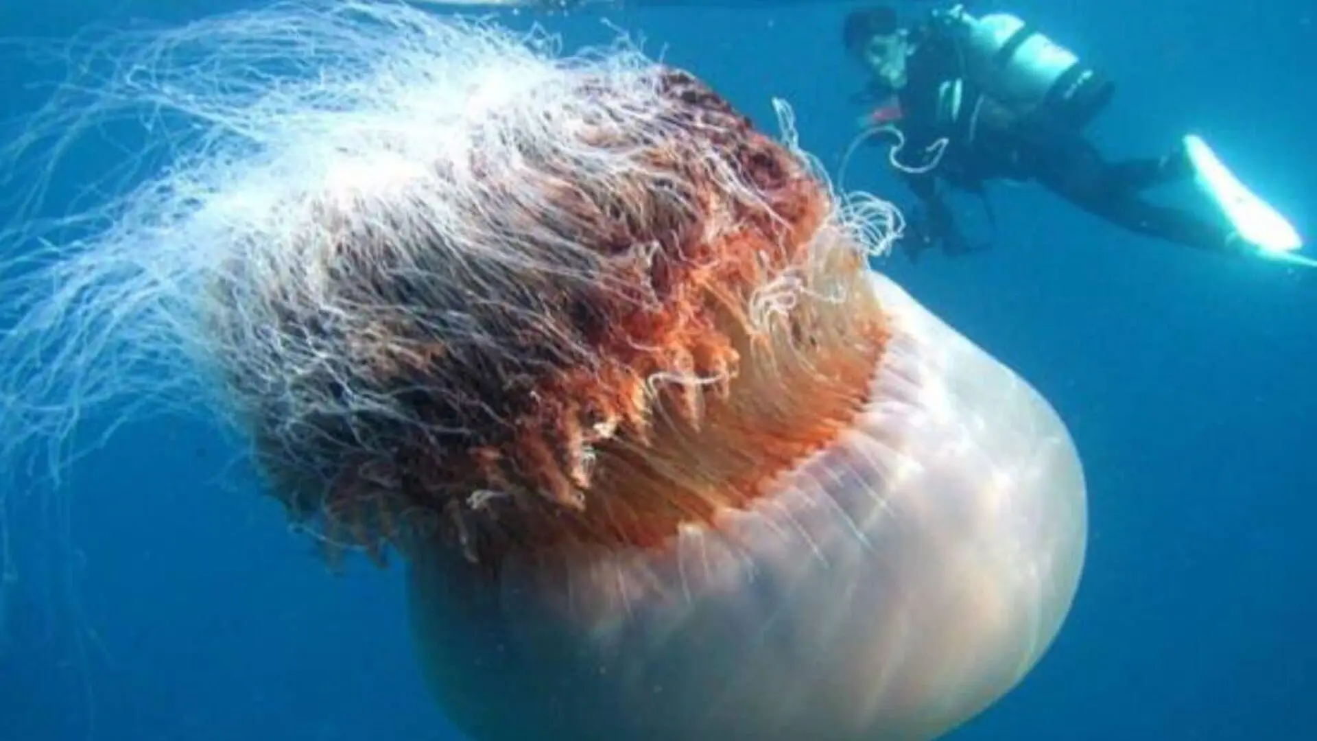 The Massive Jellyfish With 100 Foot Tentacles Has Returned To Cape Cod Beaches Scaled