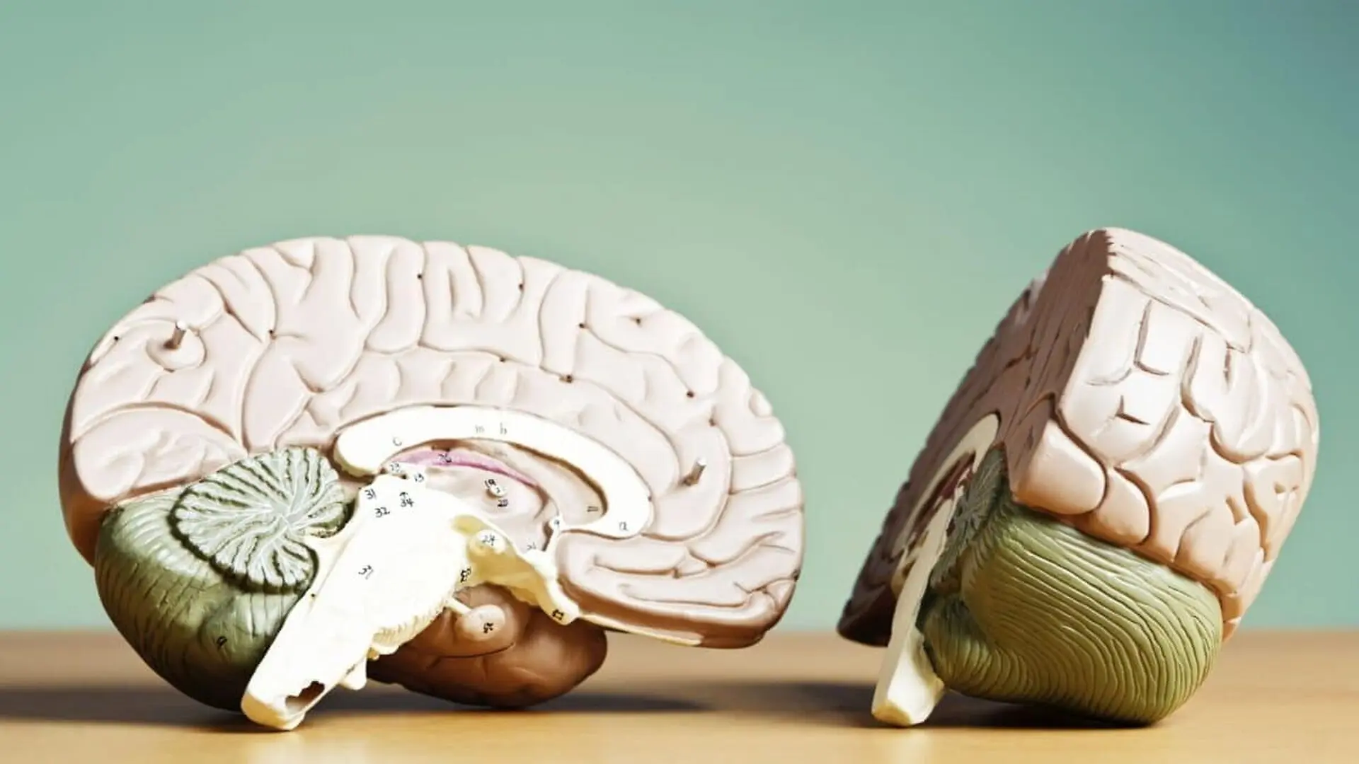 Brain Cut In Half Scaled