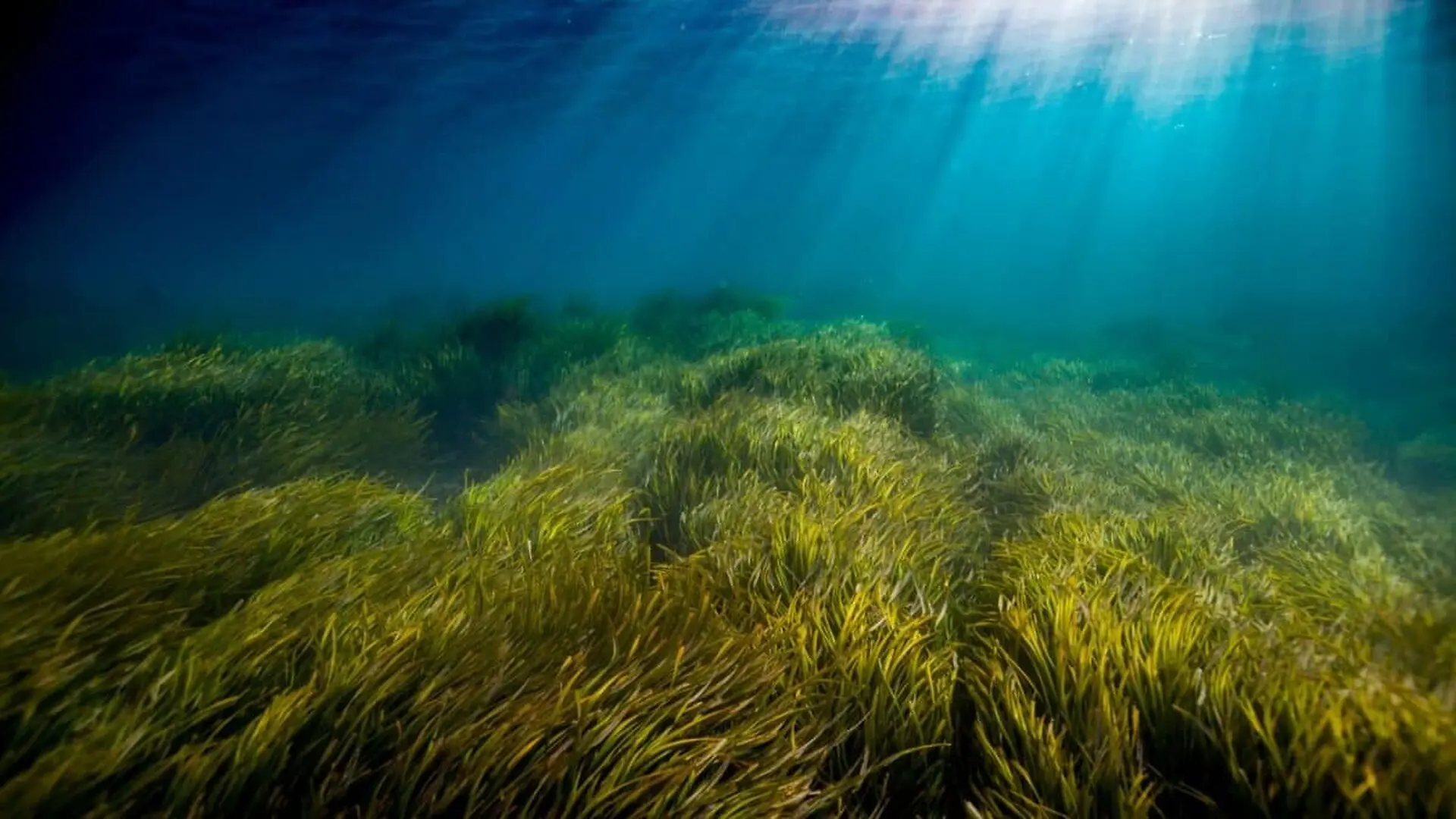 Scientists Studied Ocean Heatwaves And Found A Hidden Source Of Heat They Had Been Missing Scaled