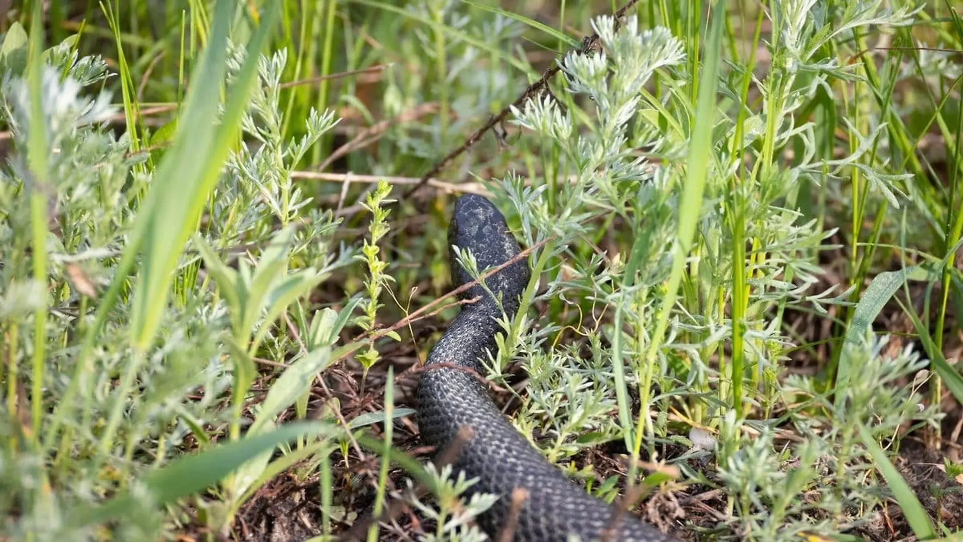 A 71 Centimeter Snake From New Guinea Has Just Been Named After Guns N Roses Rock Legend Slash Scaled 1