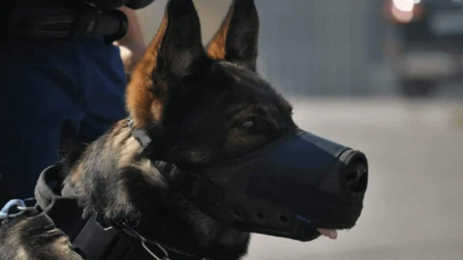 Genetically Modified Dogs Are Coming And The Us Military Could Be Their First Customer Scaled