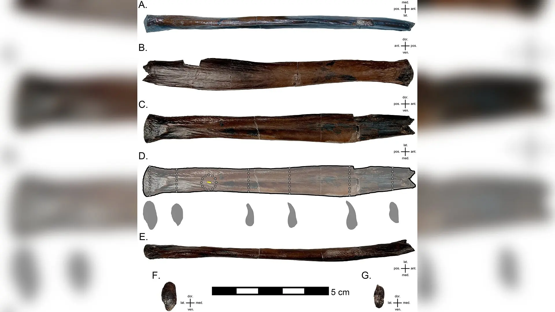 Hidden Bone Discovery Reveals Secret of Iconic Dinosaur