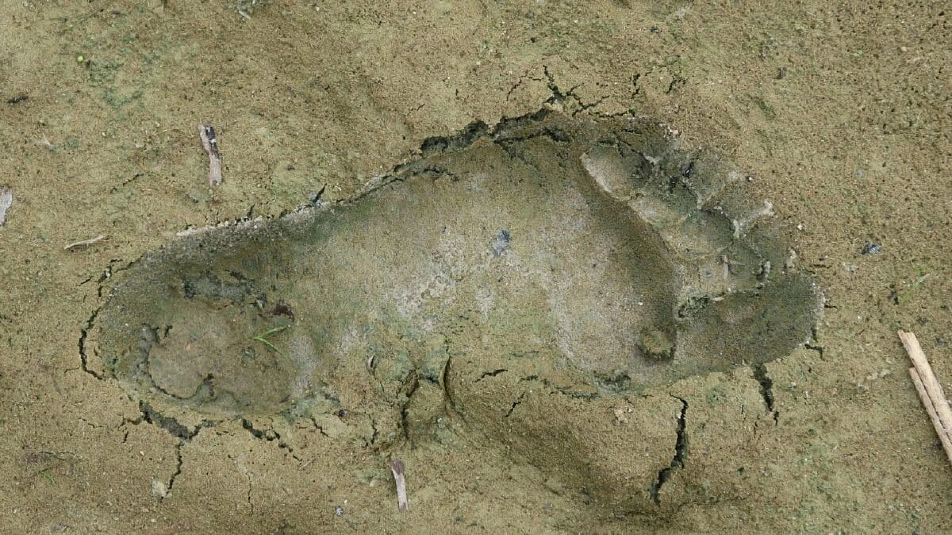 Archaeologists Uncover A Forgotten Superhighway Covered With Year Old Human And Animal Footprints Along The Uk Coast Scaled