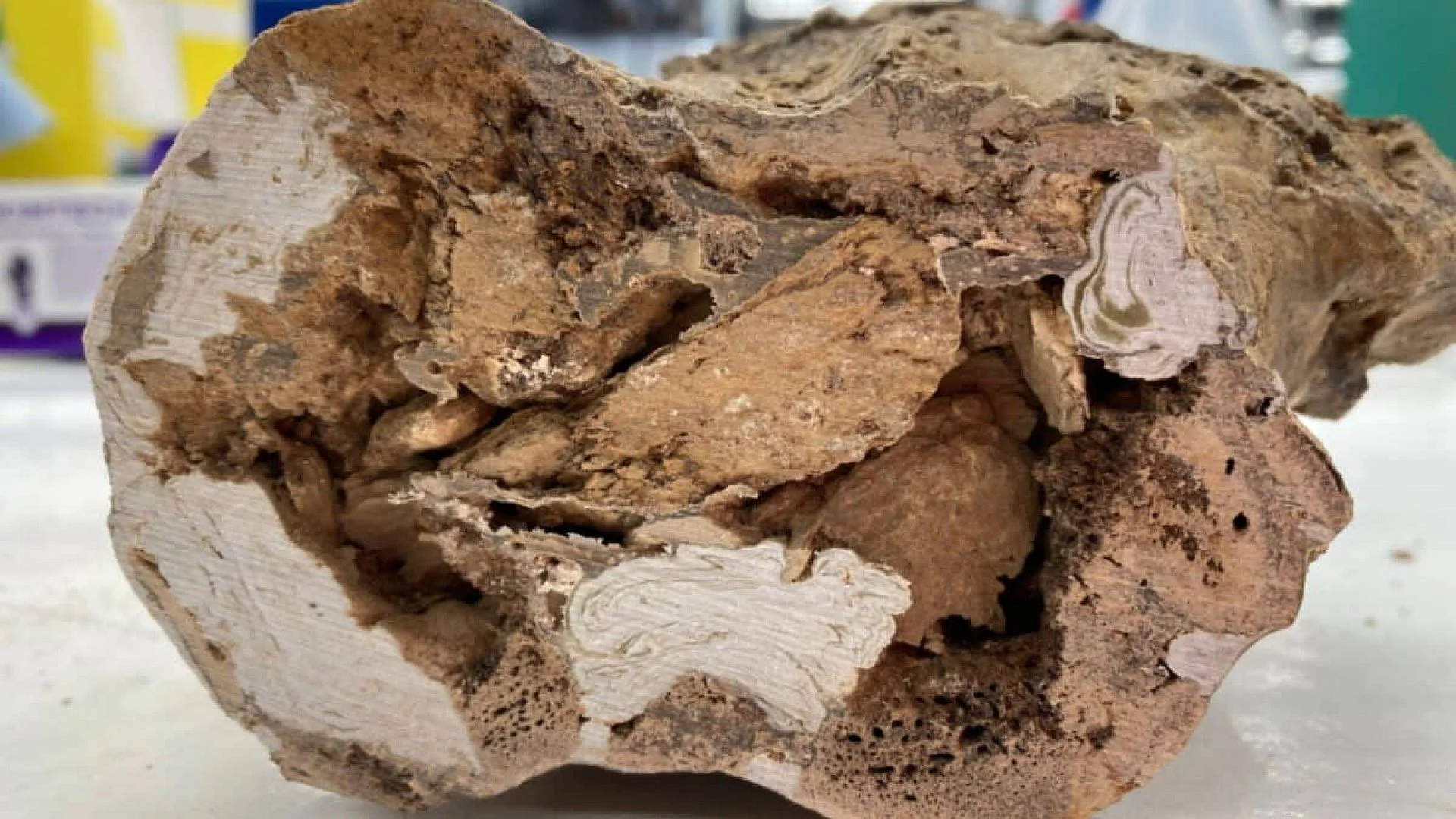 Scientists Found A 66 Million Year Old Dinosaur Bone With Collagen Still Intact Scaled