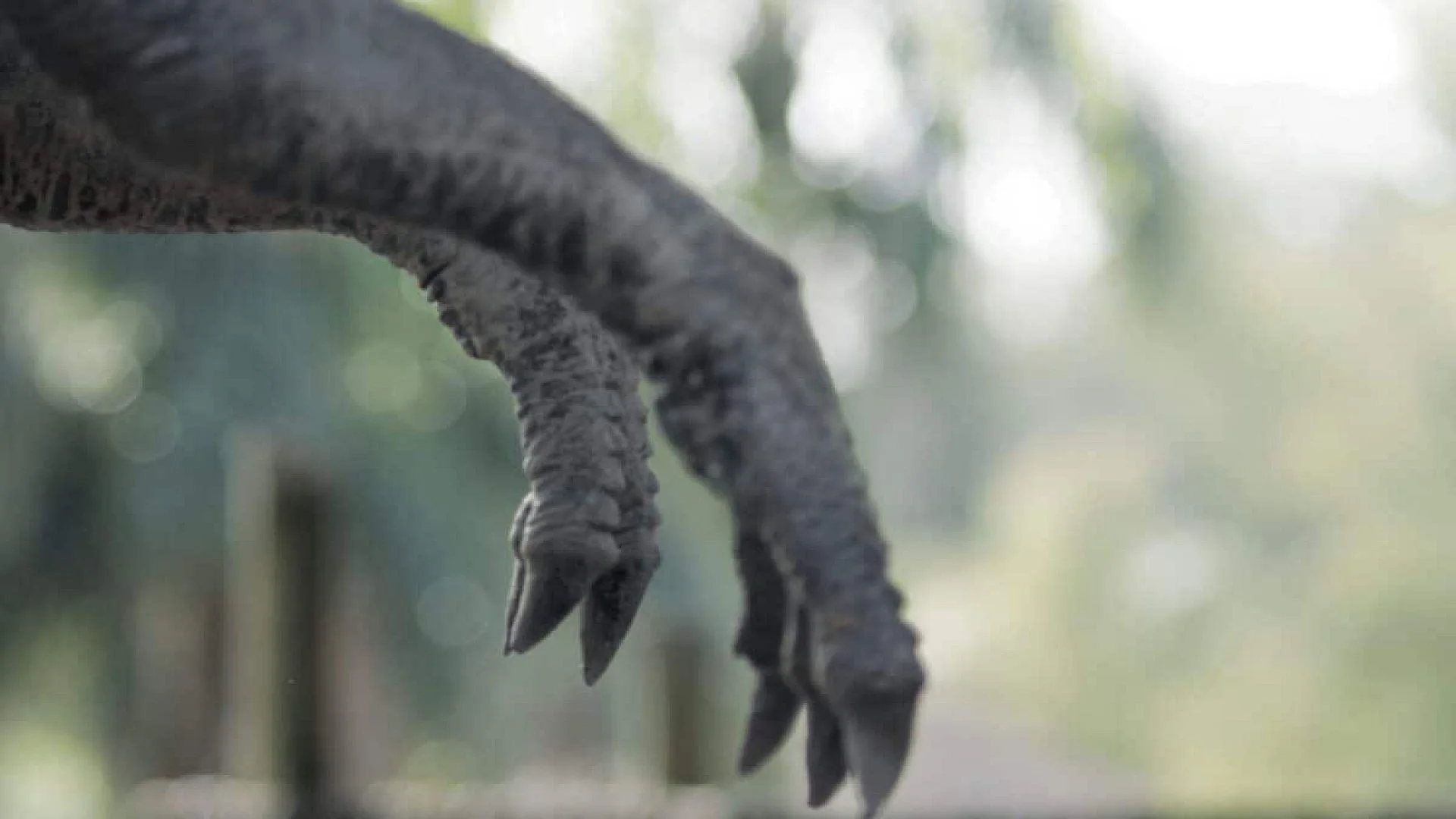 Scientists Found The Real Reason T. Rex Had Tiny Arms May Have Nothing To Do With Its Size Scaled