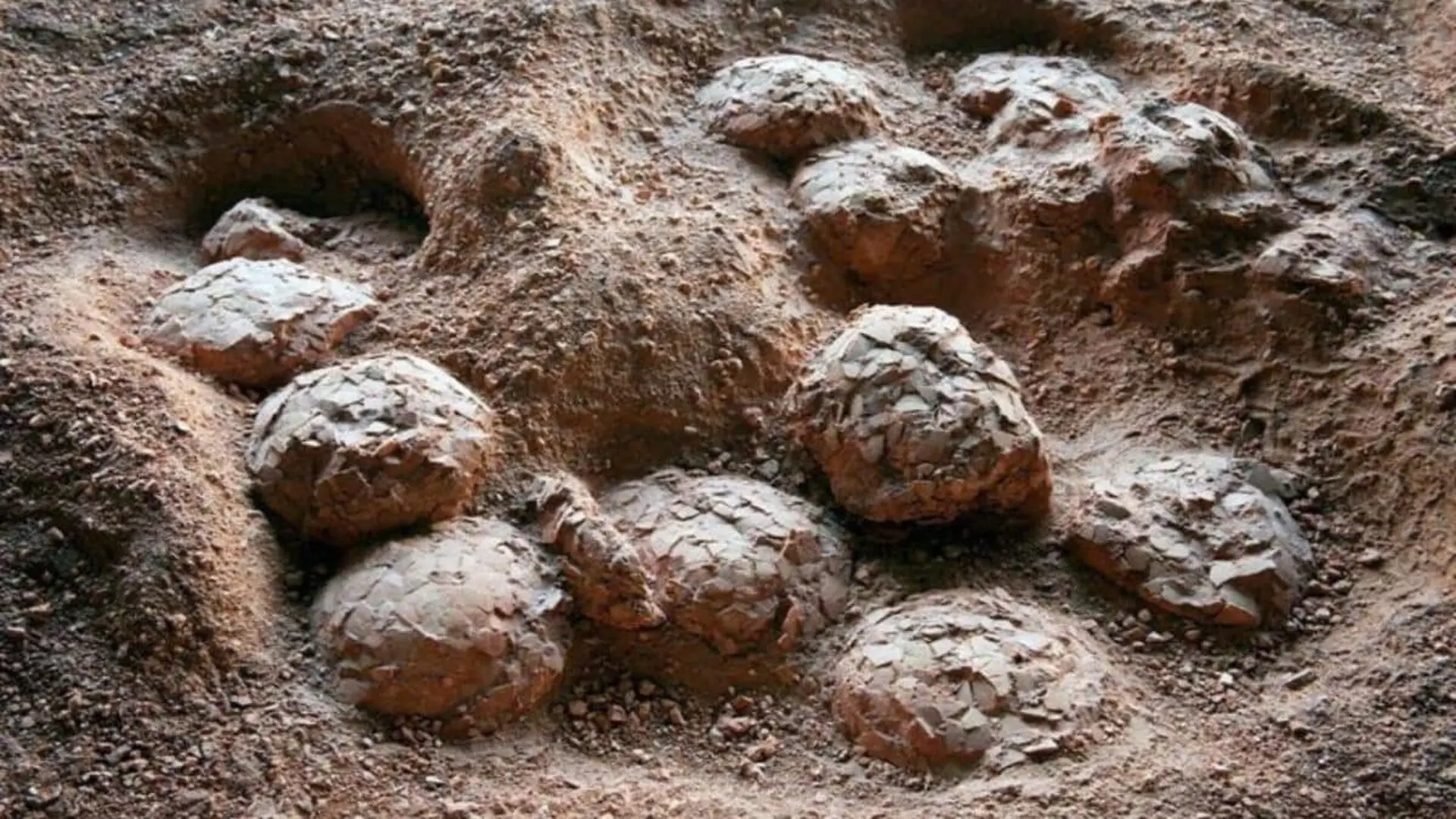 Dinosaur Egg Fossils Scaled