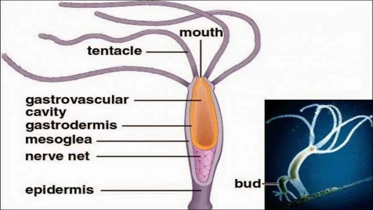 Cnidarians: Characteristics and Classification of Phylum Coelenterata.
