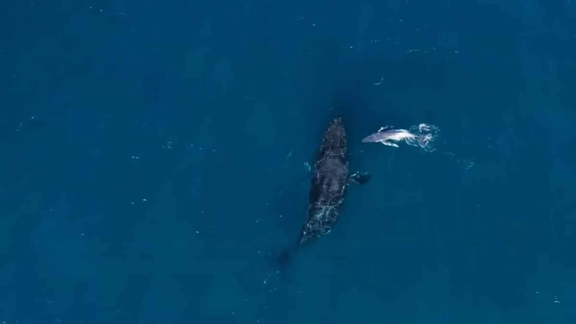 Humpback Birth Filmed From Above In An Extraordinary First Off Australia Scaled