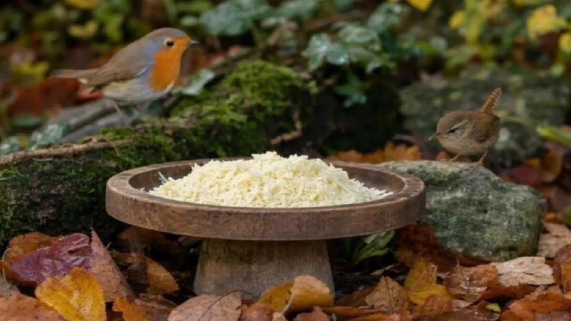 One Ordinary Food May Help Hungry Robins And Wrens Scaled