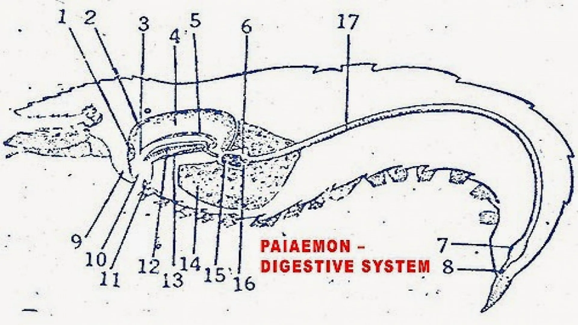 Digestive System of Palaemon (Prawn).
