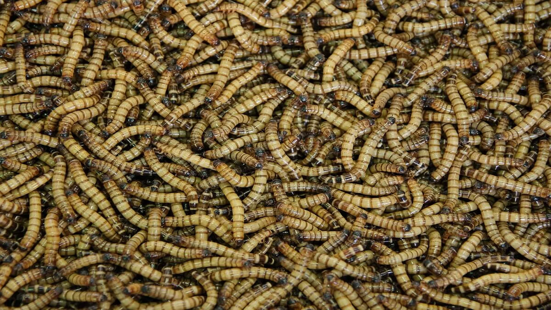 Background of many living Mealworm larvae.