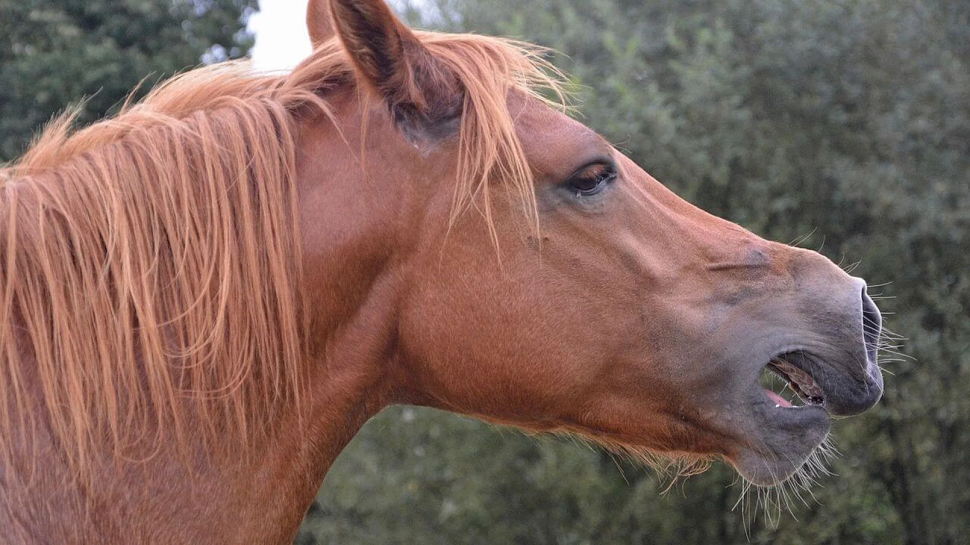 A close-up profile of a brown horse with its mouth slightly open during a vocalization, showing its teeth and muzzle against a blurred green background.