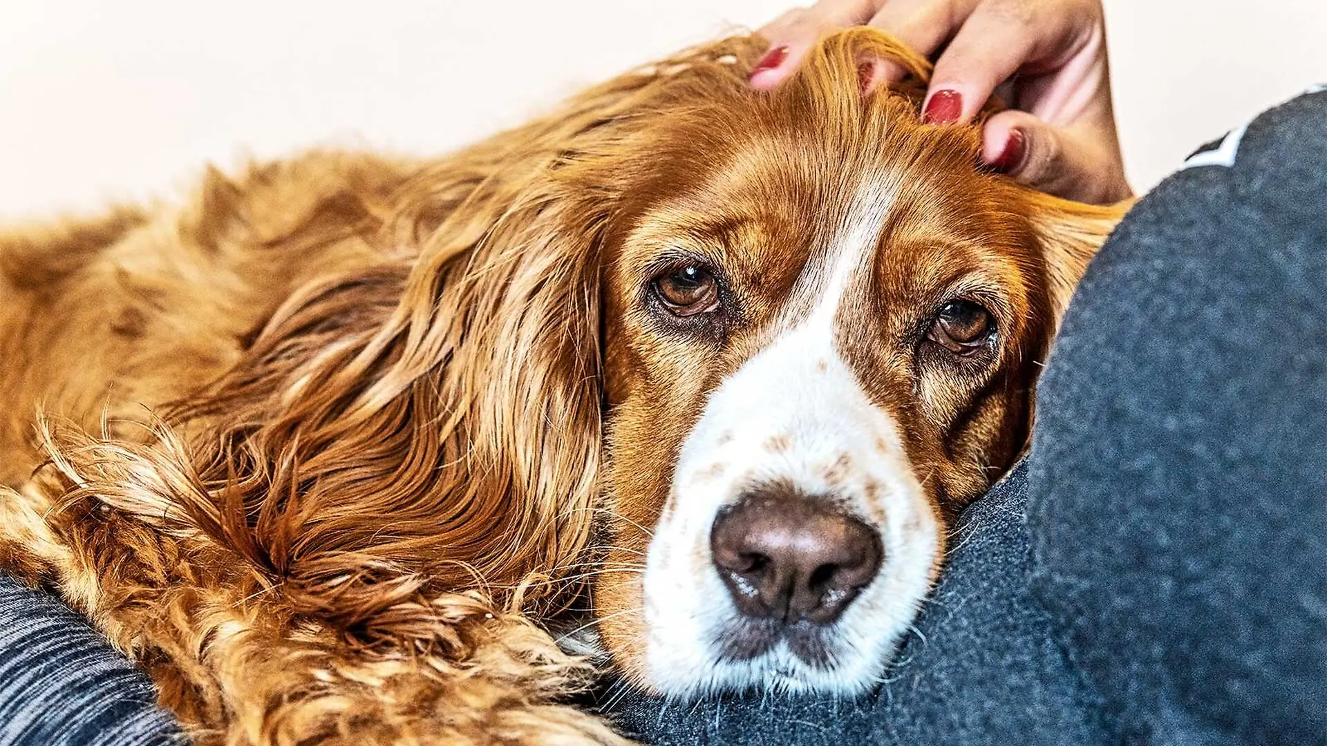 An older dog lays on its owners lap.