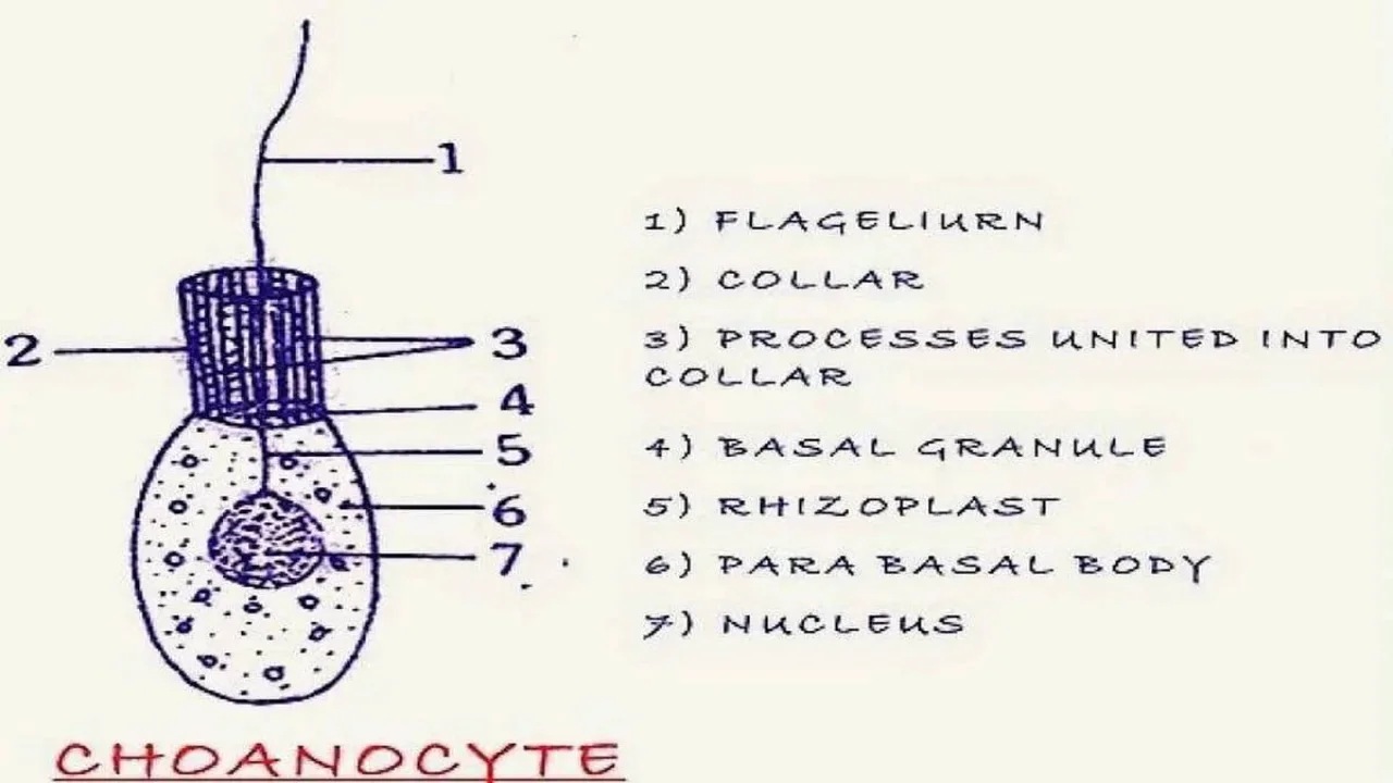 Choanocytes – Collar Cells