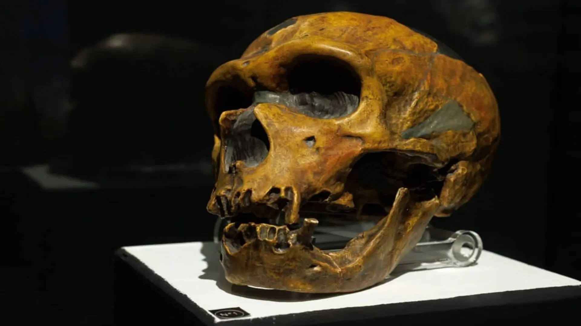The Last Neanderthals Had A Secret That Stumped Scientists For Decades Scaled