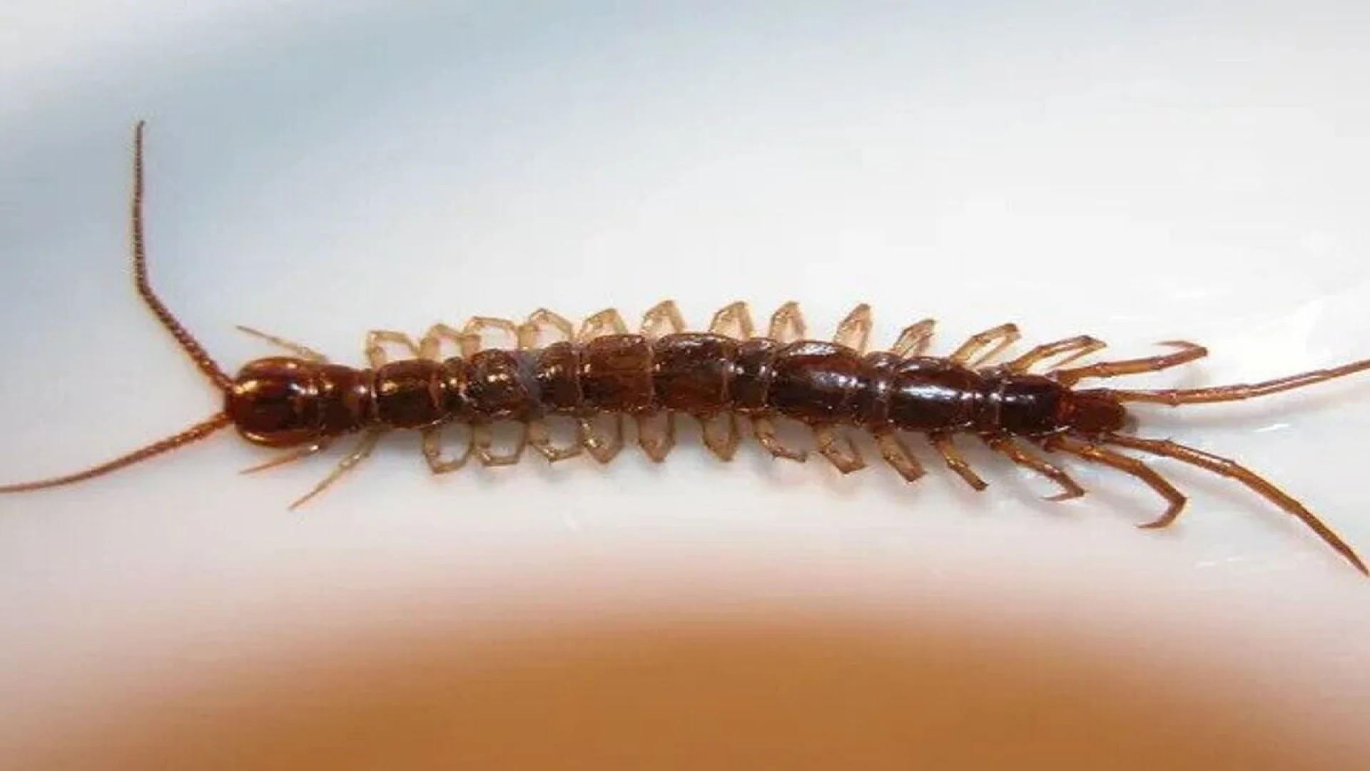 Centipedes, formidable arthropods, are members of the Chilopoda class within the Myriapoda subphylum—a diverse group of arthropods that encompasses millipedes and various other multi-legged creatures.