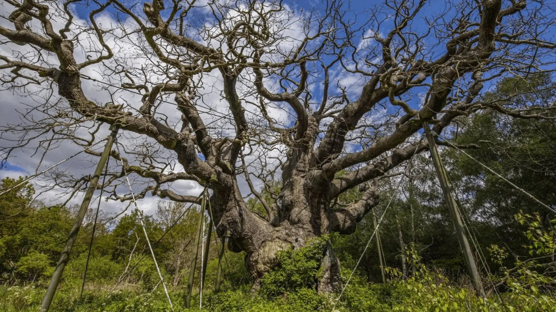 Ancient Robin Hood Oak Tree Declared Dead After Years In Sherwood Forest Scaled