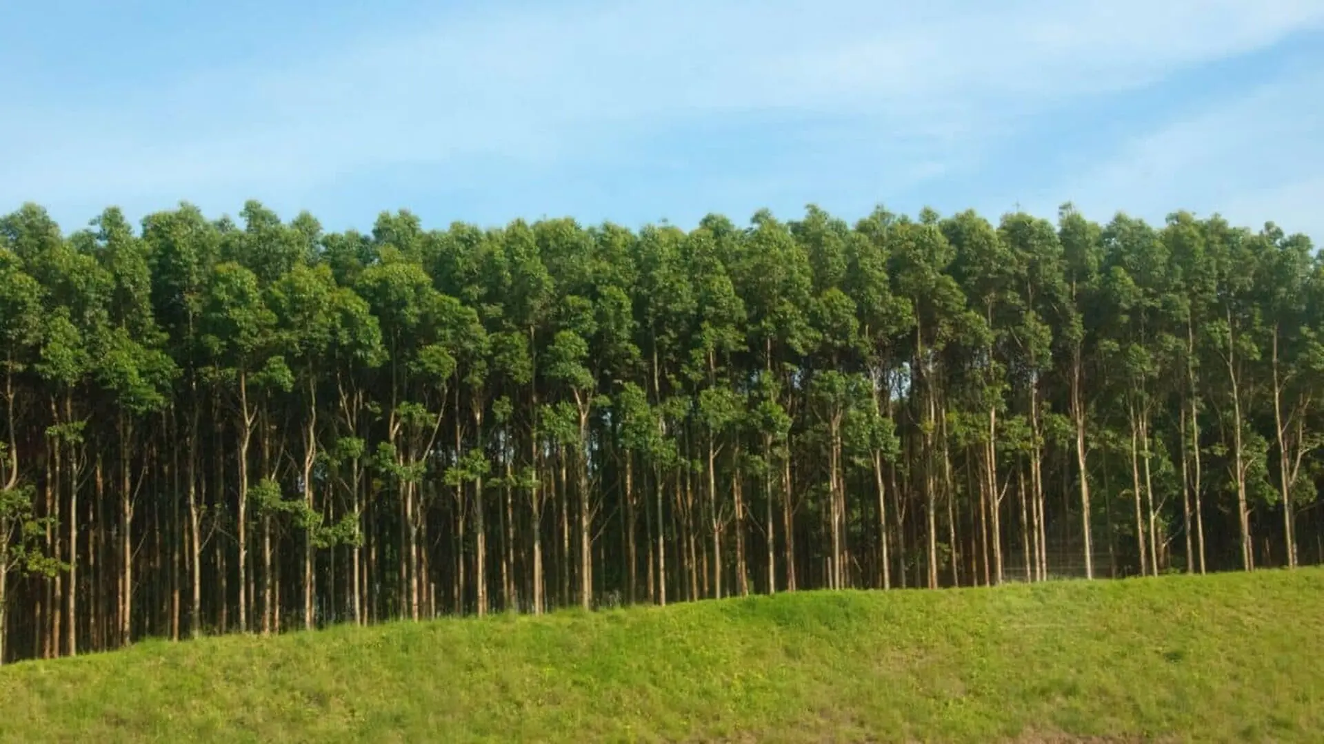China Planted 78 Billion Trees And The Water Went Somewhere Unexpected Scaled