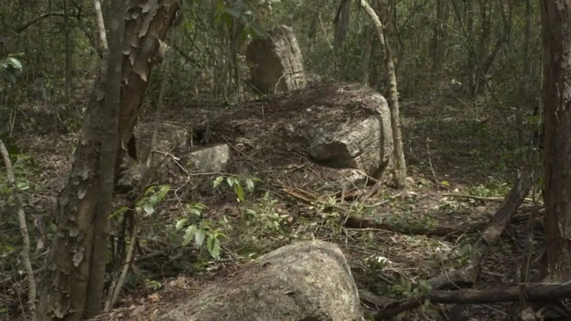 Archaeologists Just Mapped A Hidden Maya City In Mexicos Jungle After Years Beneath The Forest Scaled
