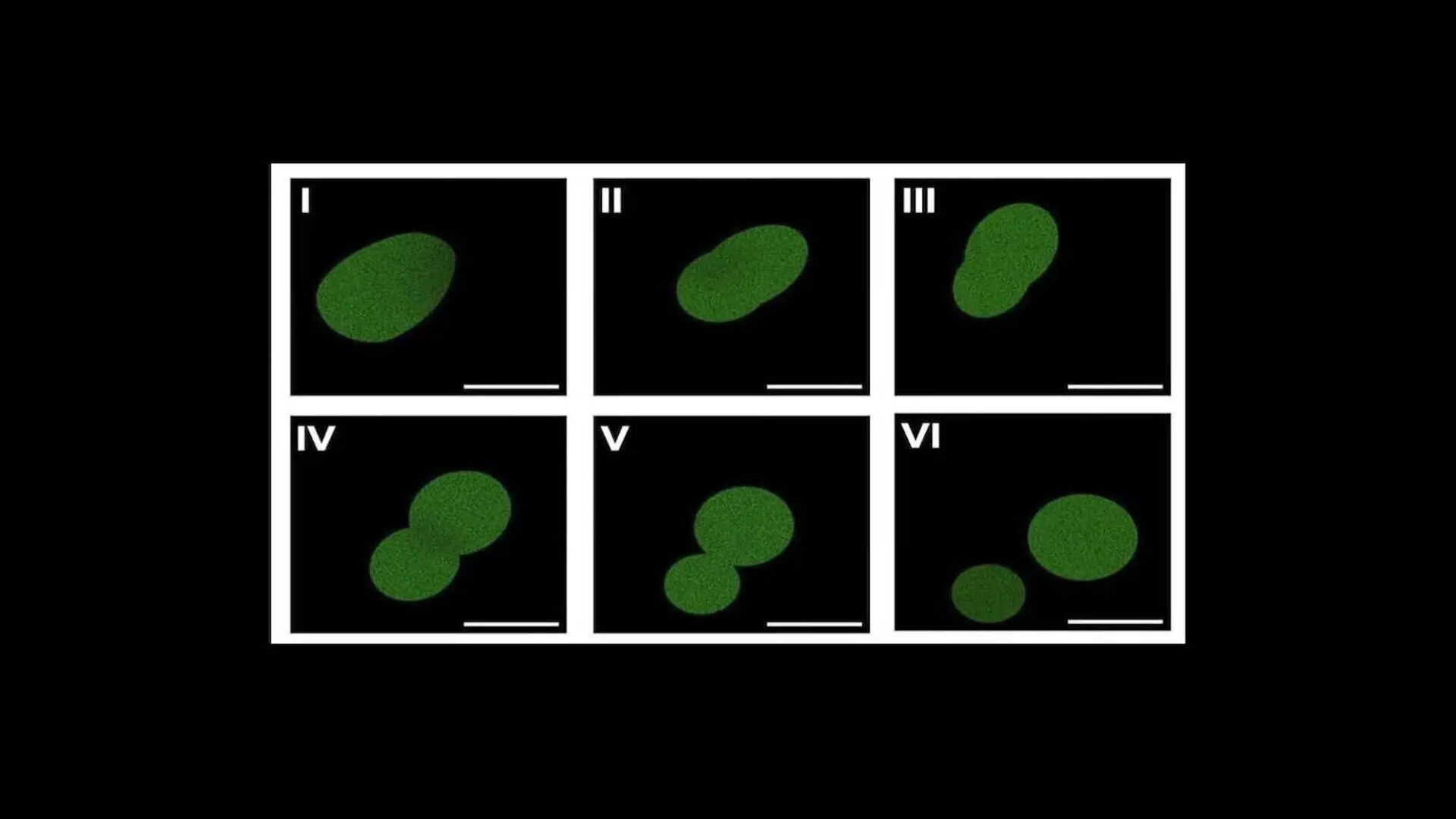Spudcell Synthetic Cell Division 3