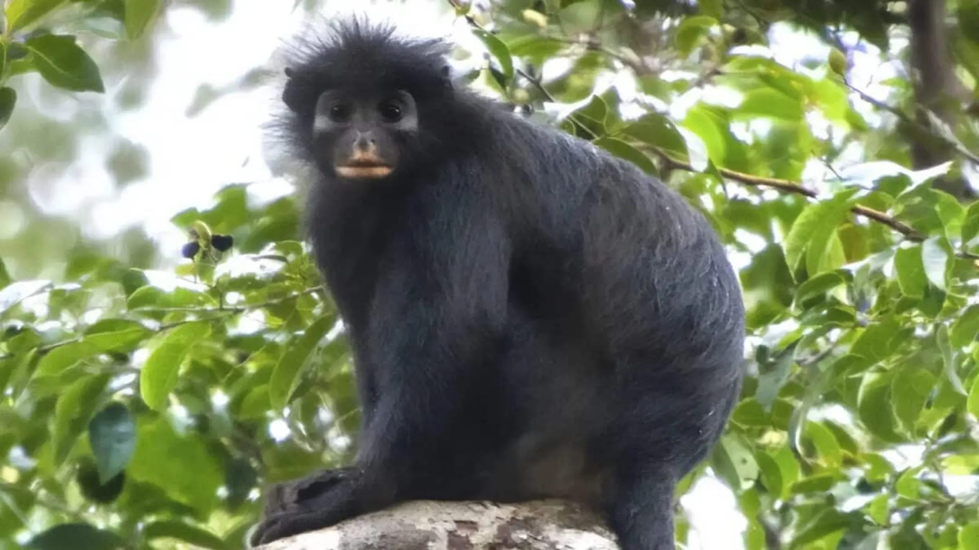 Scientists Discover A Mysterious Orange Lipped Monkey Hidden In Congos Rainforest After Decades Unknown To Science Scaled