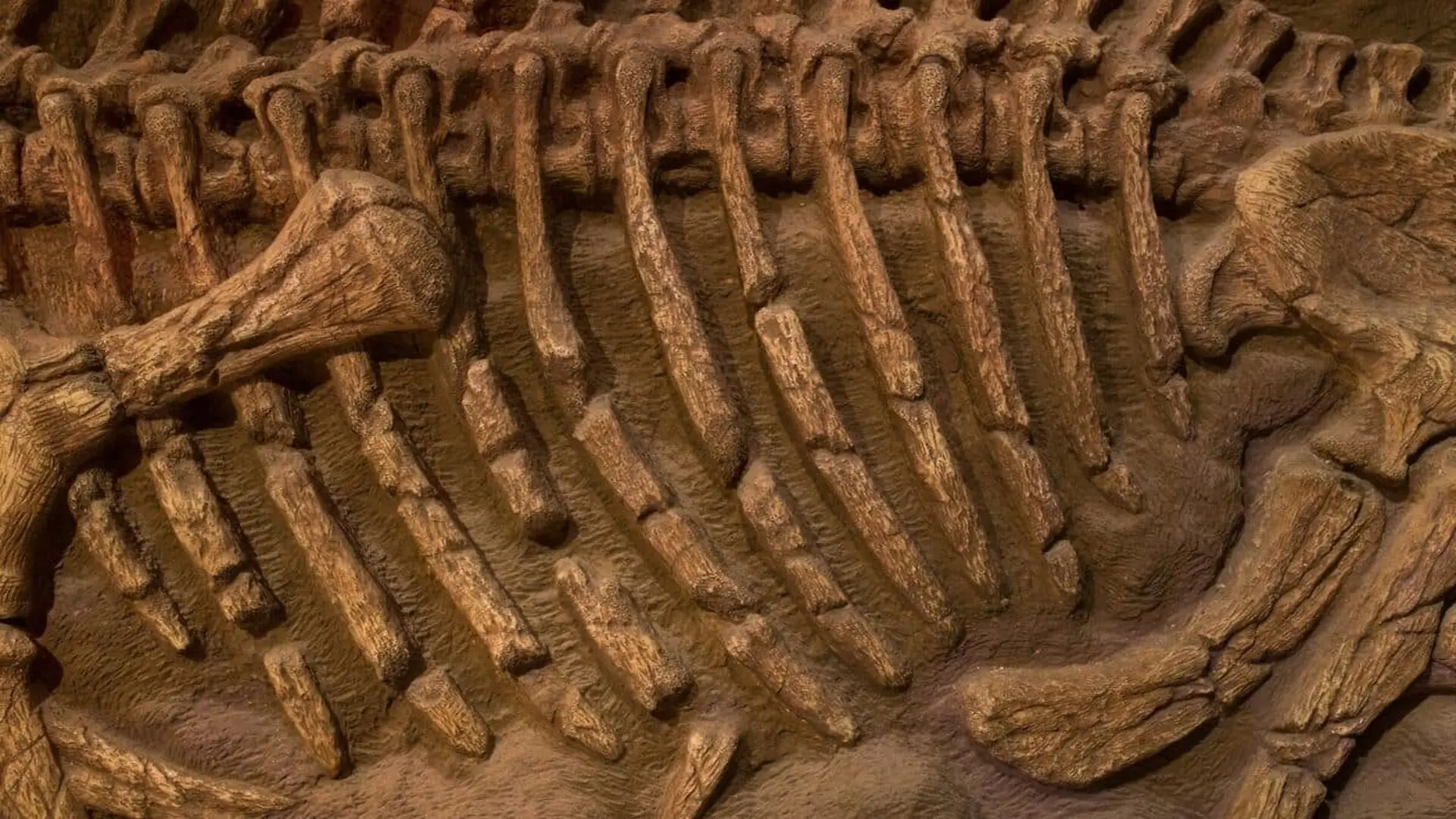A Strange Sea Reptile With A Tiny Head And Unusual Spoon Shaped Teeth Has Just Emerged From Chinas Ancient Oceans Scaled