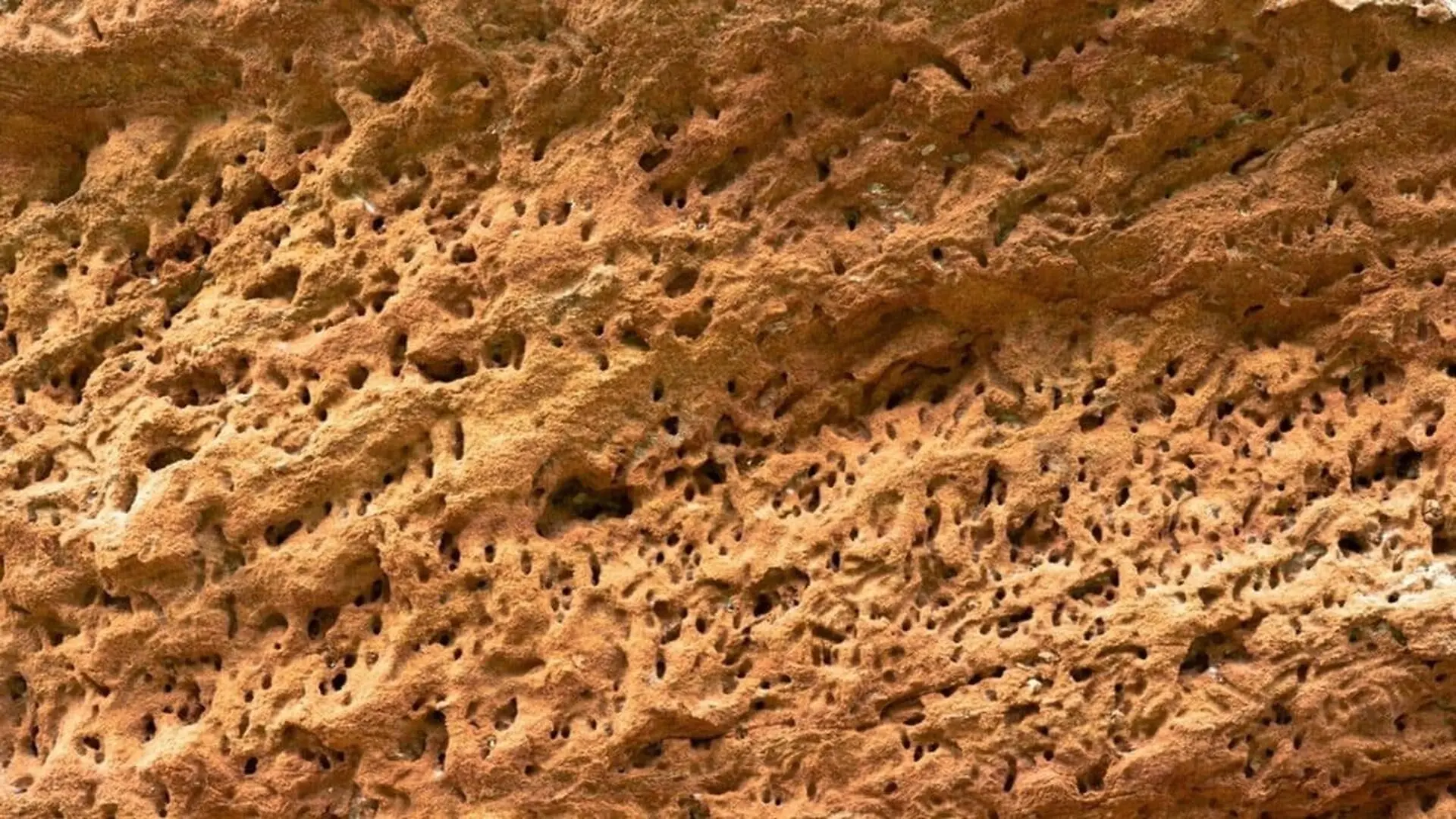 Scientists Never Expected To Find A Fossilized Larva Until One Showed Up With Its Brain Still Inside After 520 Million Years Scaled 1