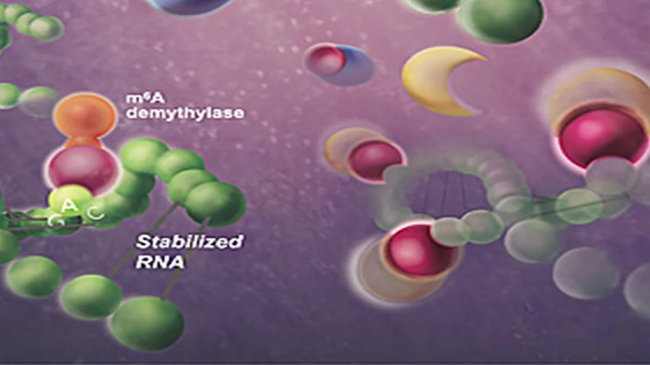 Human cells modify viral RNA with m6A as a means to get rid of the infection. M6A (shown here as red balls) is a beacon for human enzymes (yellow moons) that destabilize viral RNA.
