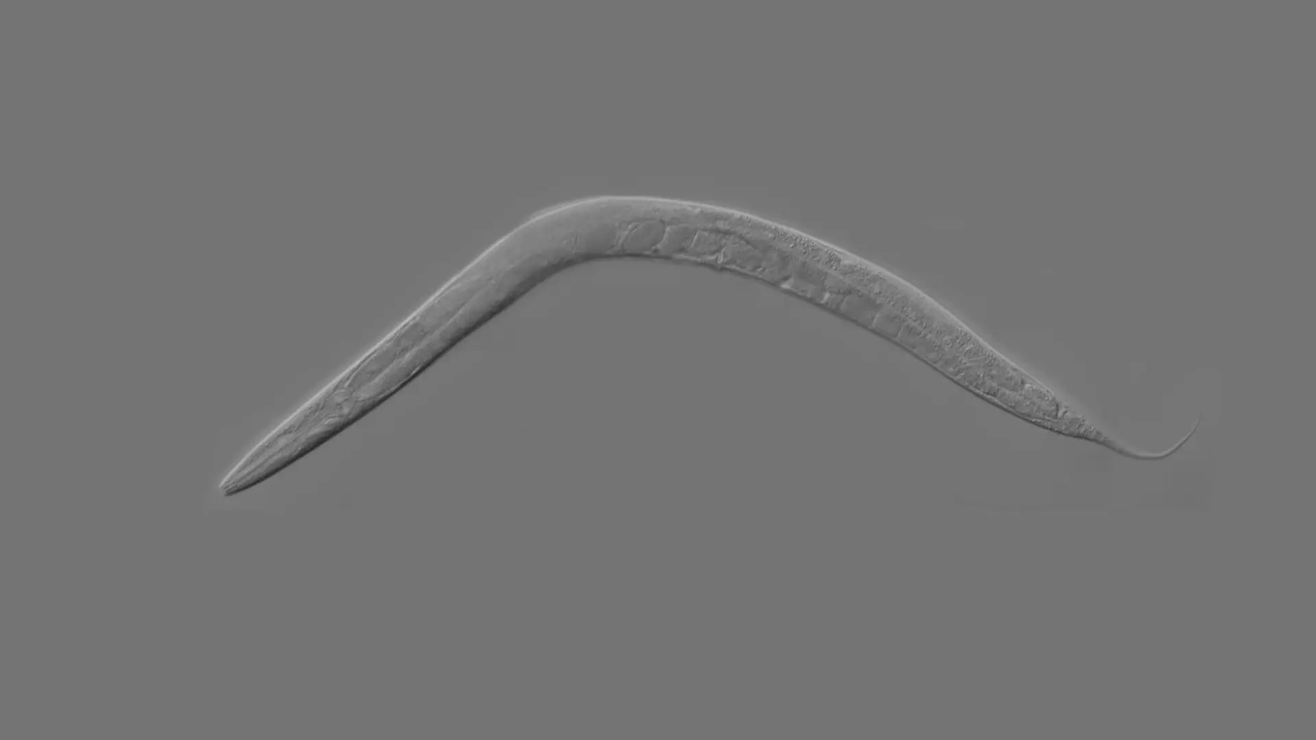 C Elegans Roundworm 1