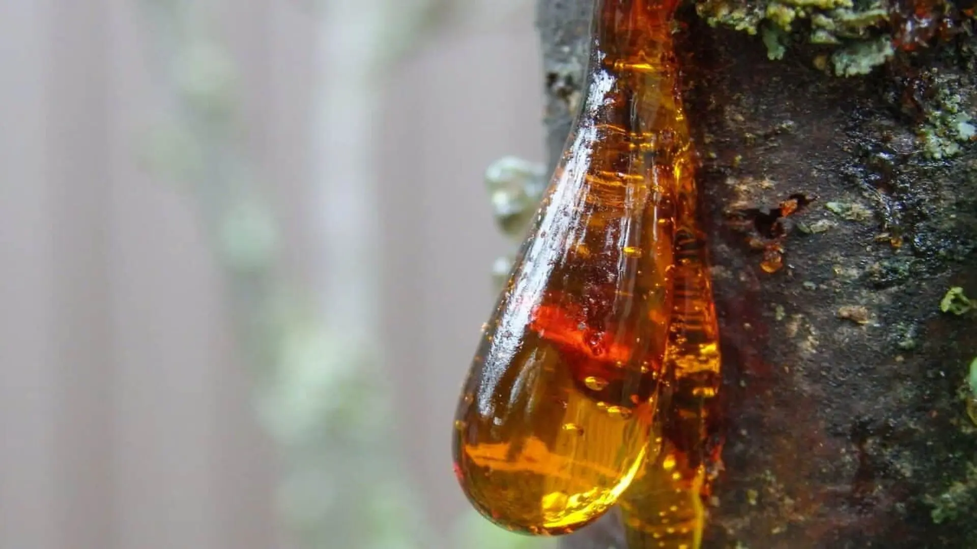 Scientists Thought This 99 Million Year Old Amber Contained A Plant Until They Discovered A Perfectly Preserved Dinosaur Tail Inside Scaled