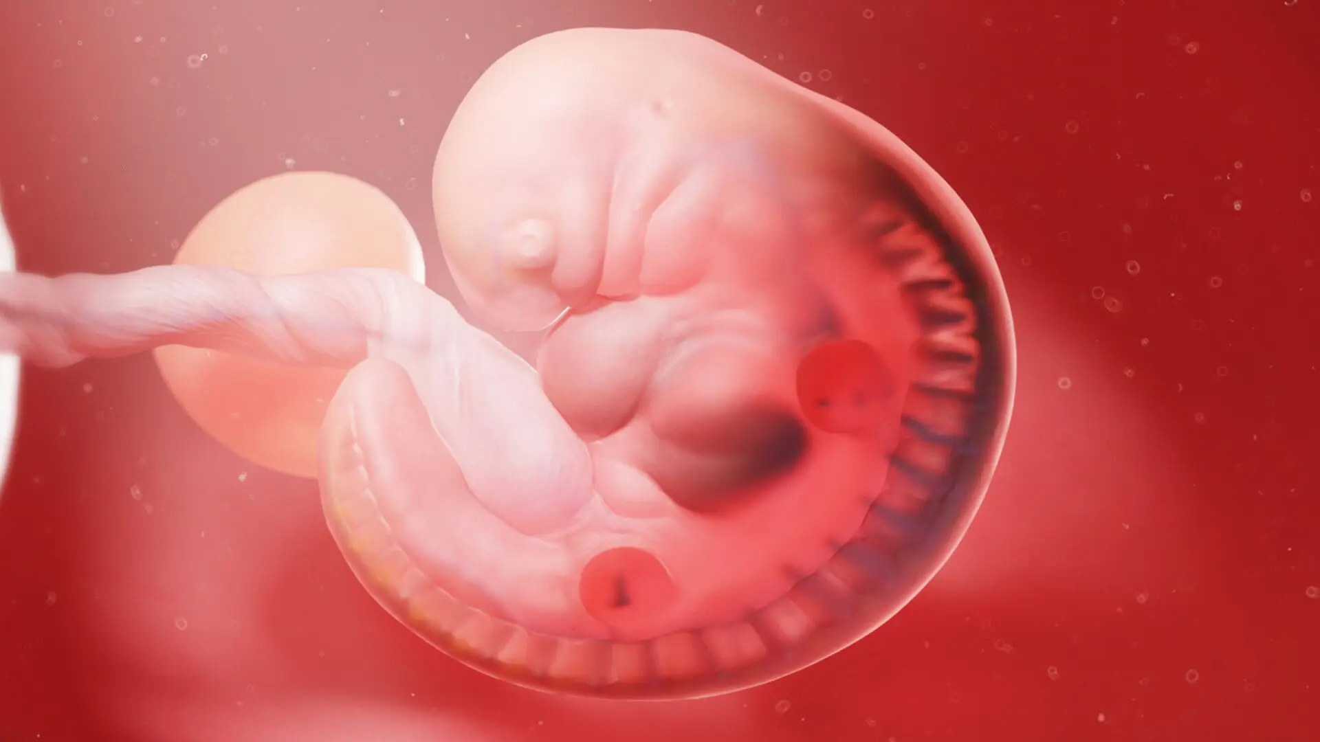For The First Time Scientists Watch A Lab Grown Human Embryo Model Begin Forming Organs Scaled