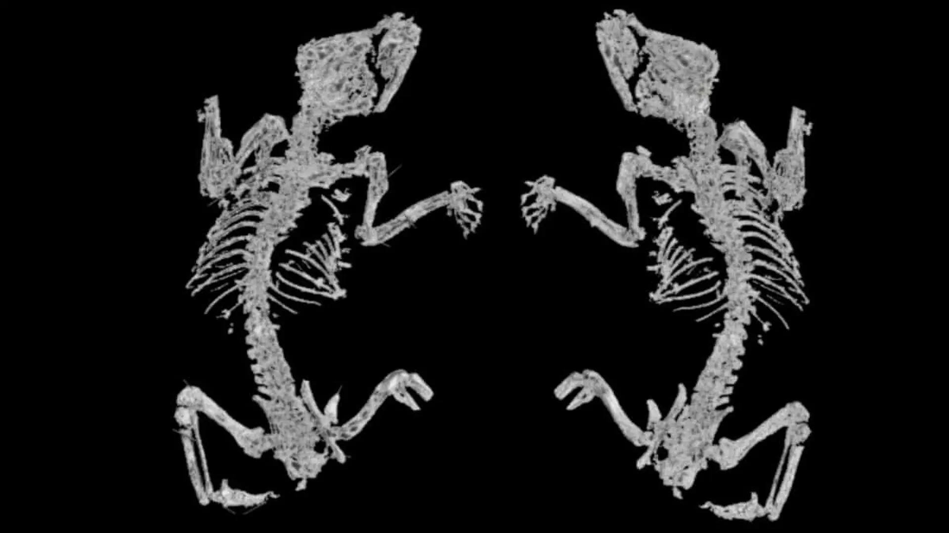 This Ancient Fossil Offers A Rare Glimpse Into The Dawn Of Marsupials Scaled