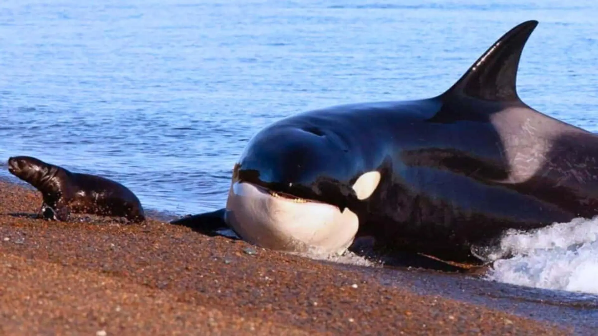 Dolphins And Orcas Crossed An Evolutionary Boundary Long Ago Scaled