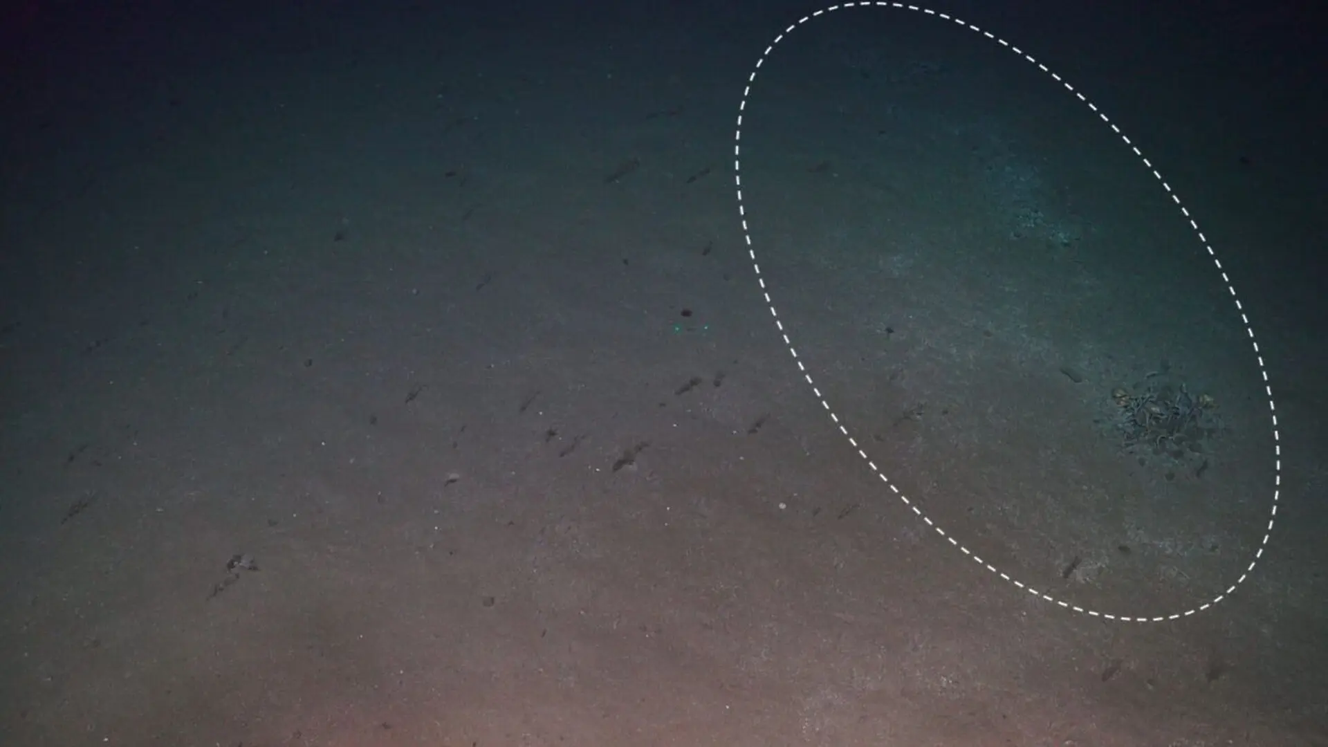 A Robot Scooped Up Sediment From A Strange Patch Of The Arctic Seafloor And Scientists Werent Prepared For What Came Up Scaled