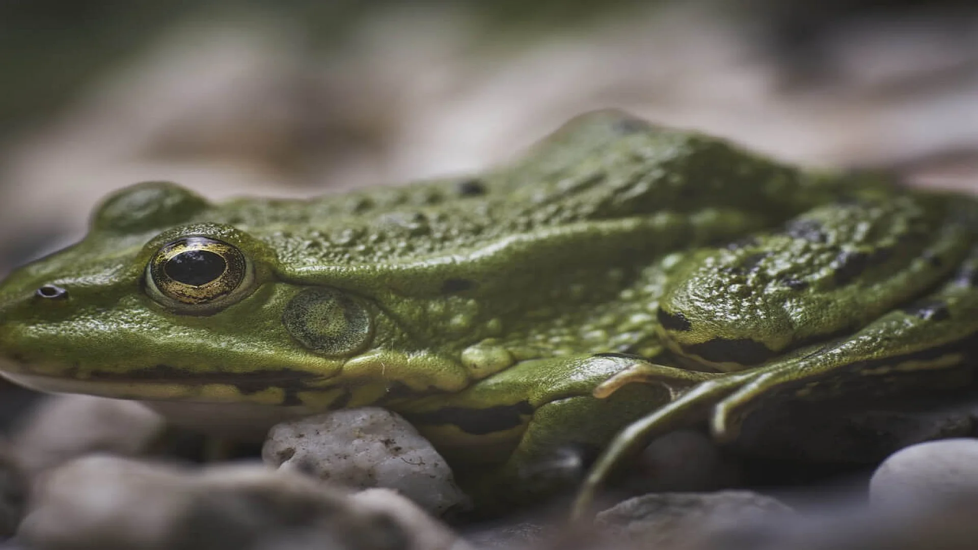 Closeup of a Green Frog on White Pebbles