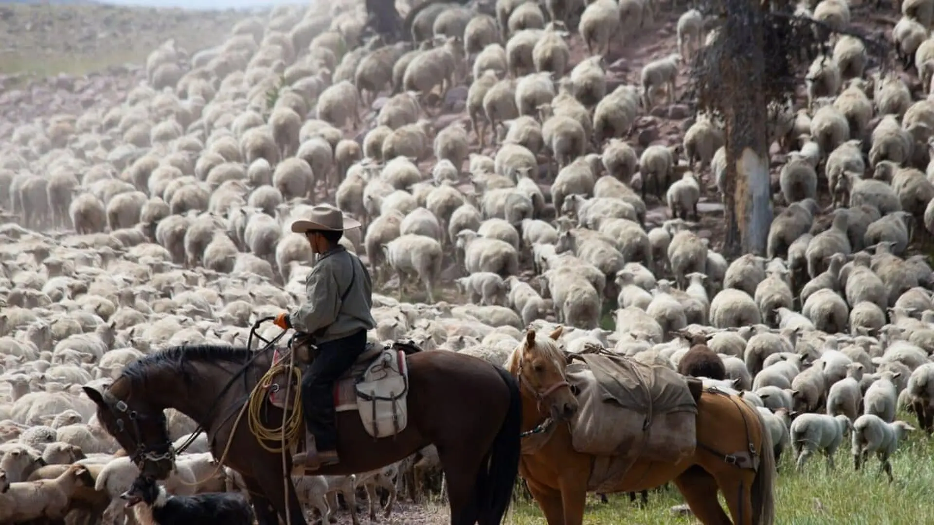 Thousands Of Sheep Suddenly Stampeded Across 200 Square Miles In And Nobody Ever Found Out Why Scaled