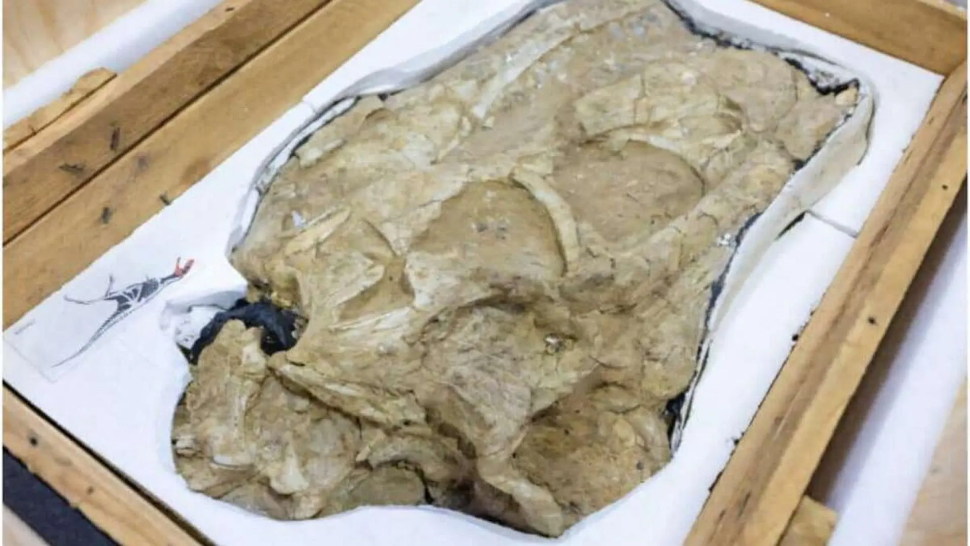 Stolen Nearly 20 Years Ago The Fossils Of This Giant Predator That Once Roamed Ancient Asia Have Finally Returned Home Scaled