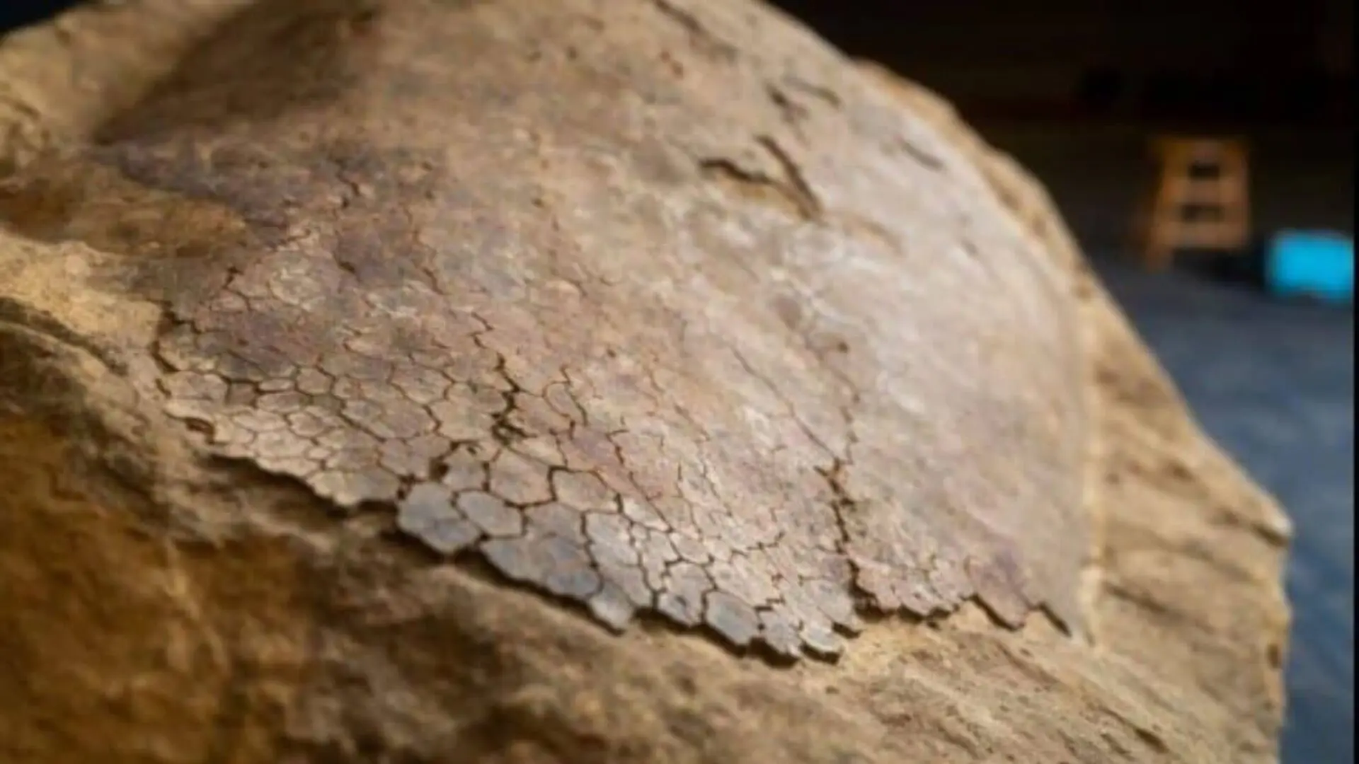 Alabama Family Found A Strange Rock While Fishing %e2%80%94 It Turned Out To Be A 32 Million Year Old Sea Turtle Fossil Scaled