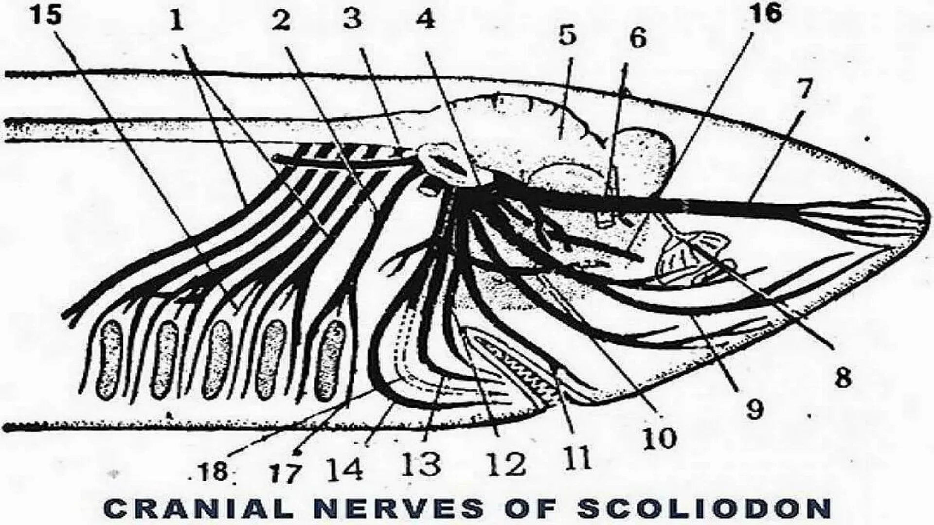 Cranial Nerves of Scoliodon