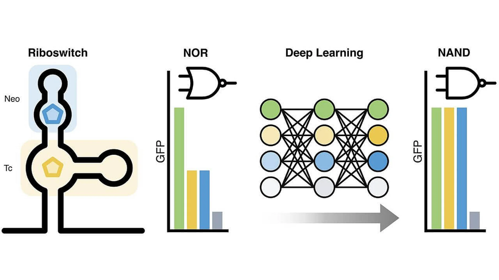 Diagram showing an RNA riboswitch binding Neo and Tc ligands. Bar graphs compare GFP expression for NOR and NAND logic, while a neural network diagram illustrates the deep learning process used to optimize the genetic circuit.