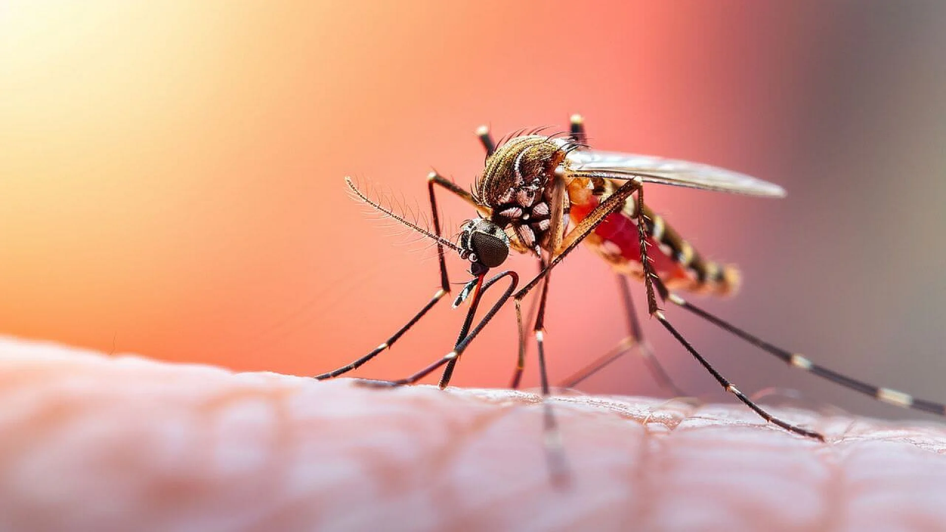Extreme close-up of a mosquito with prominent antennae and proboscis, perched on human skin and appearing to be feeding. The insect has a striped body and legs, highlighting the moment it ingests blood containing genetic material.