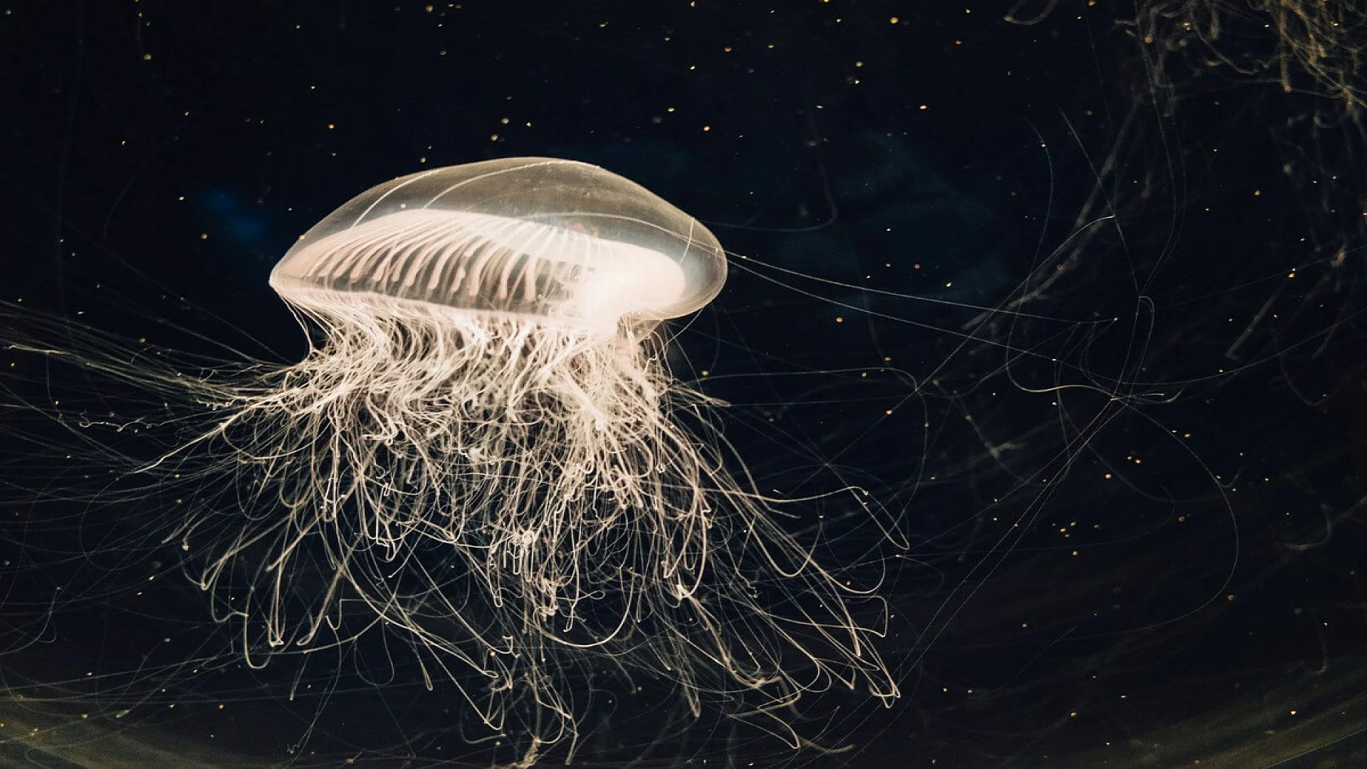 Jellyfish in water tank.