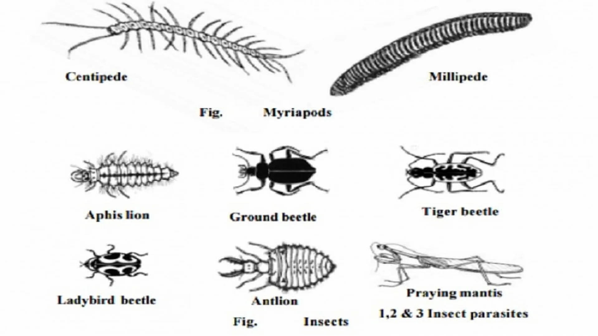Biology of Arthropoda