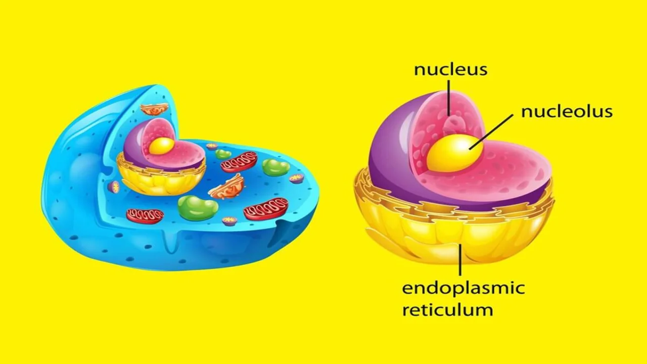 Cell Organelles