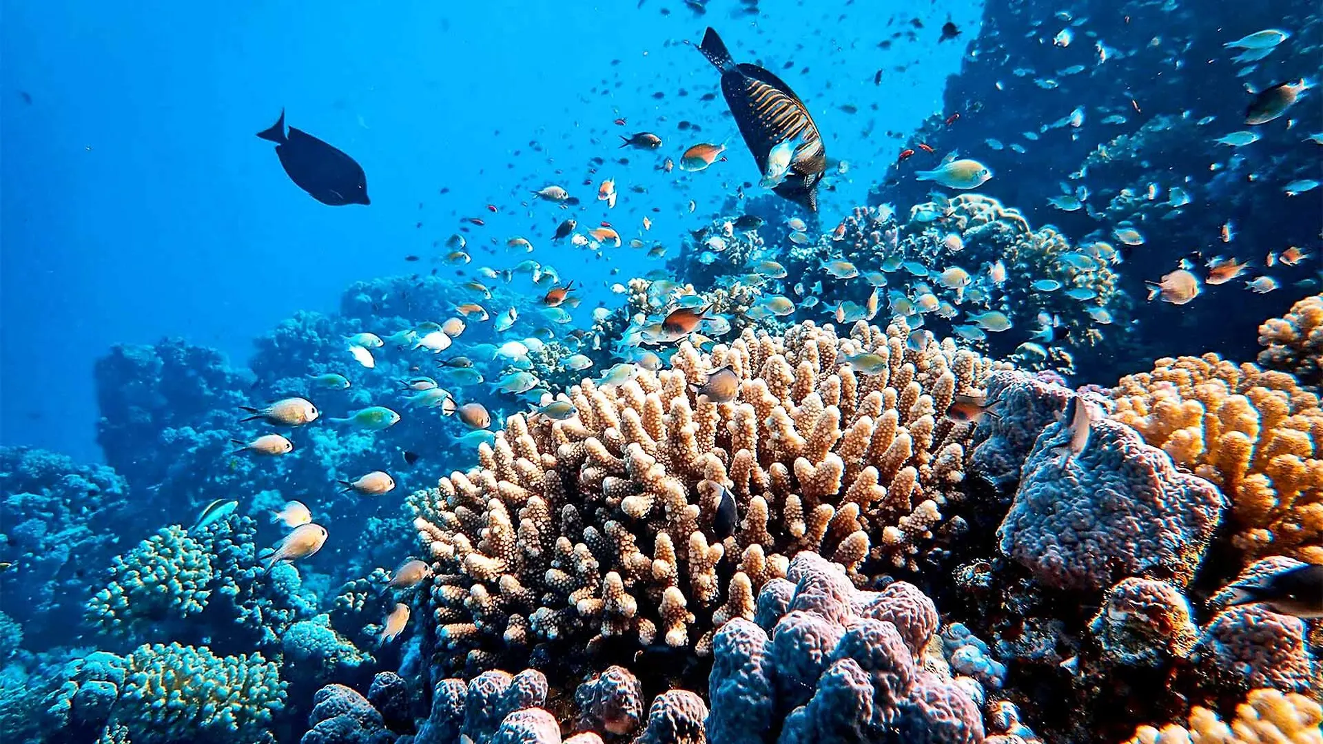 A coral reef with fish swimming around it.