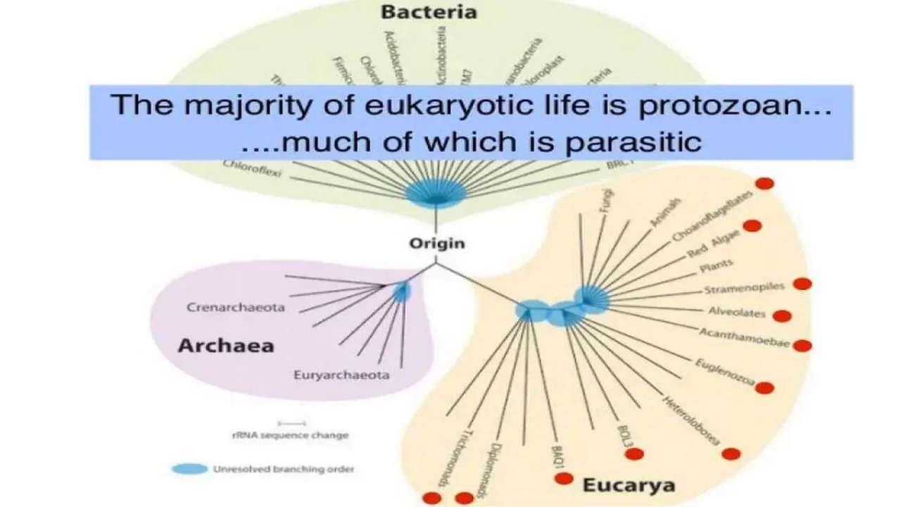 An Introduction to Protozoa