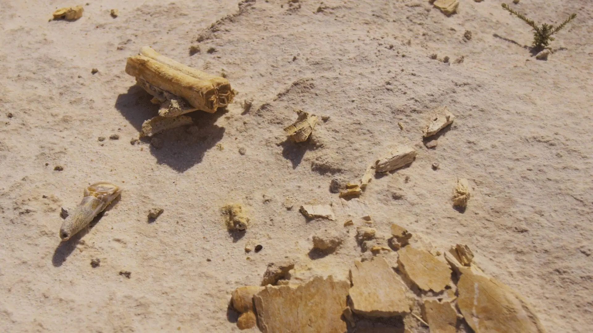 Tiny Primate Fossils In Libya Are Rewriting Africas Evolutionary History Scaled