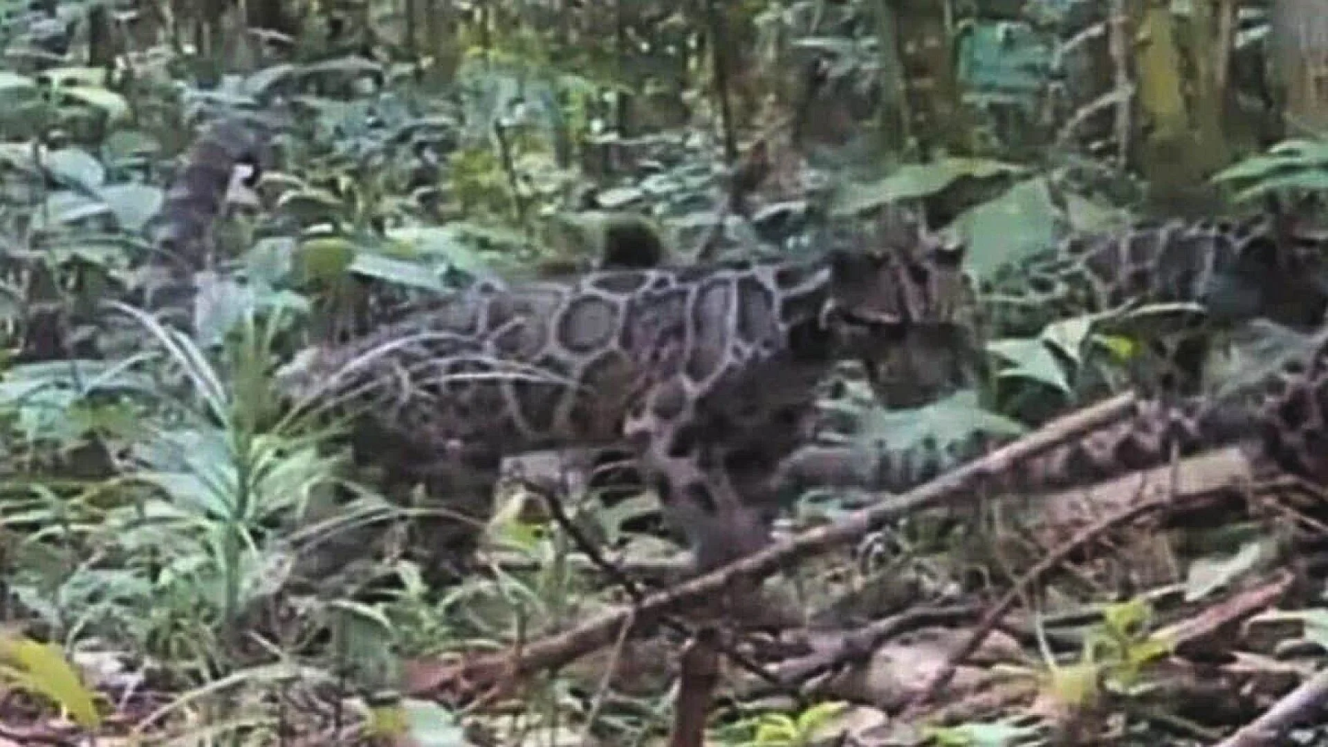 Trail Cameras Catch A Breeding Female And Two Cubs From One Of The Rarest Wild Cats Scaled